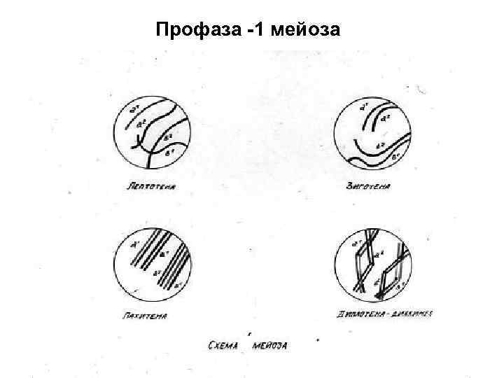 Профаза -1 мейоза 