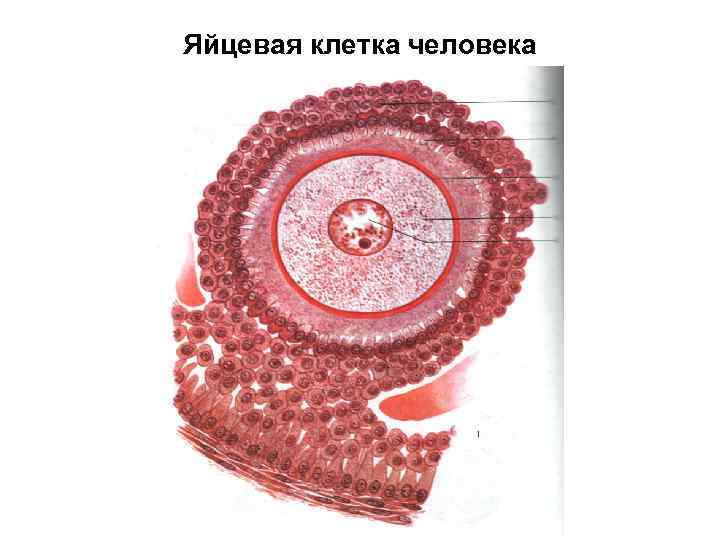 Яйцевая клетка человека 
