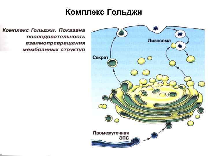 Комплекс Гольджи 