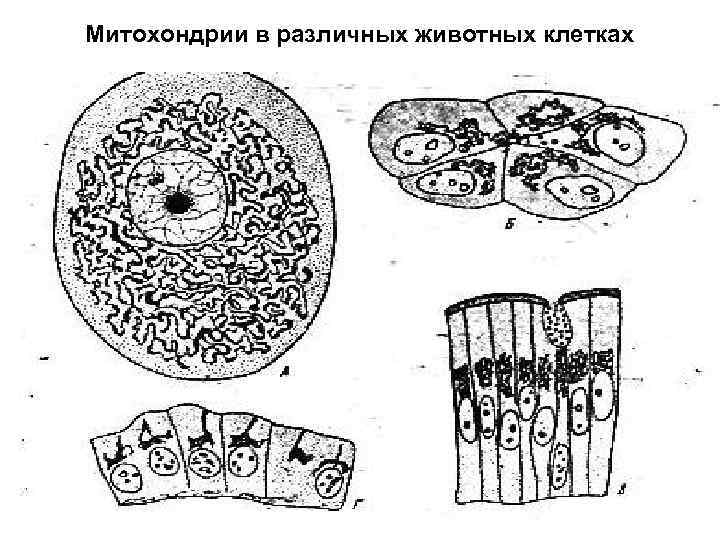 Митохондрии в различных животных клетках 