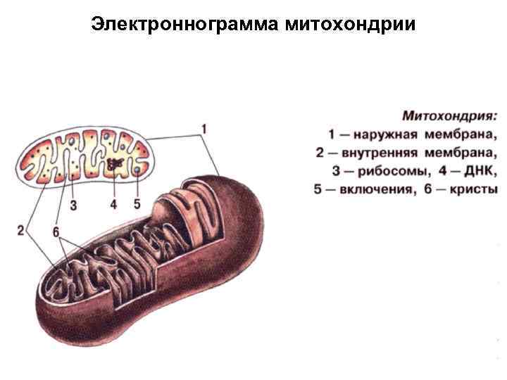 Электроннограмма митохондрии 