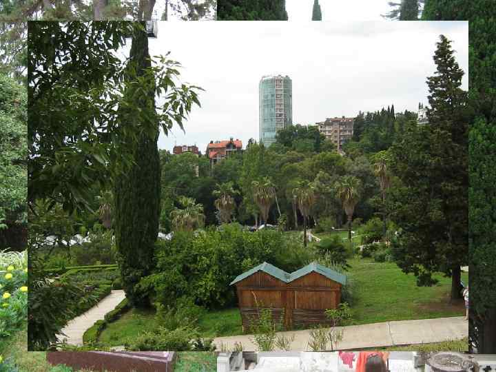   ДЕНДРАРИЙ Основан в 1892 году Худековым С. Н.  Сочинский «Дендрарий» -