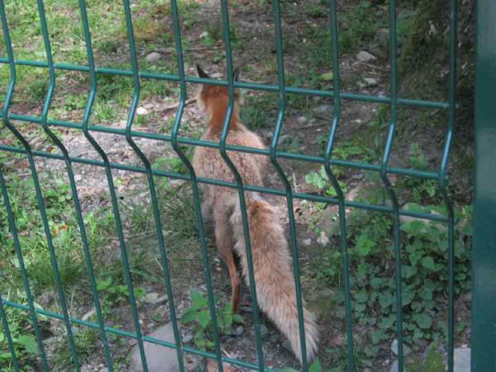  ВОЛЬЕРНЫЙ  КОМПЛЕКС Построен по принципу зоопарка. В условиях, максимально приближенных к естественным