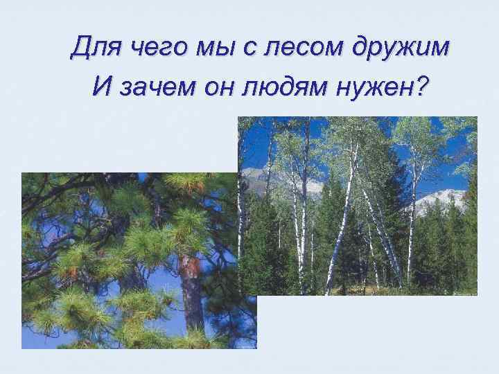 Для чего мы с лесом дружим И зачем он людям нужен? 