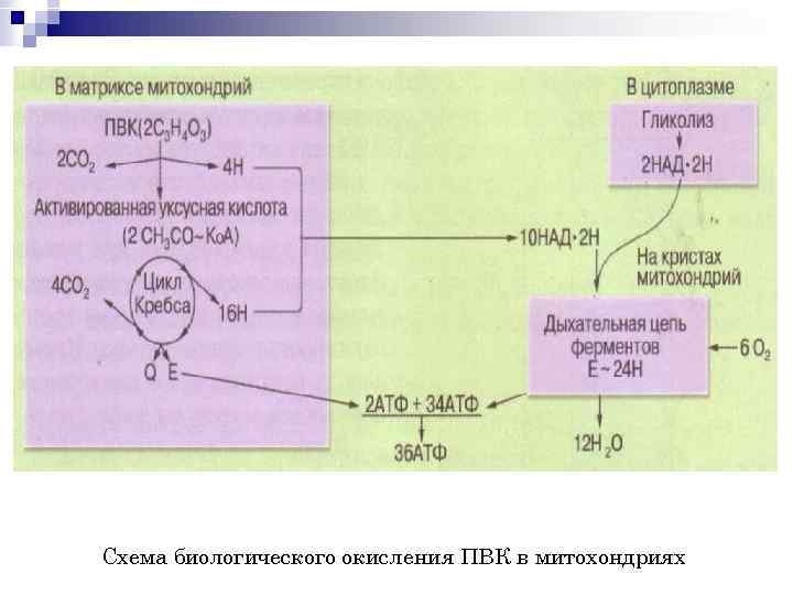 Биологическое окисление схема