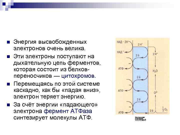n n Энергия высвобожденных электронов очень велика. Эти электроны поступают на дыхательную цепь ферментов,