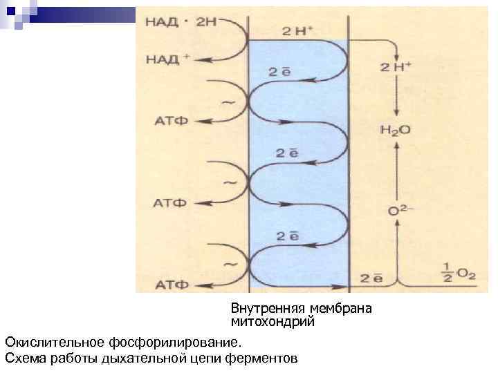 Внутренняя мембрана митохондрий Окислительное фосфорилирование. Схема работы дыхательной цепи ферментов 