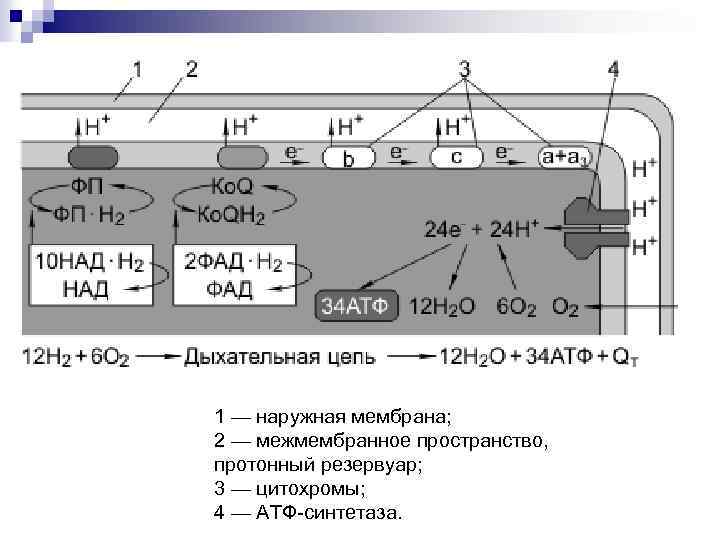 1 — наружная мембрана; 2 — межмембранное пространство, протонный резервуар; 3 — цитохромы; 4
