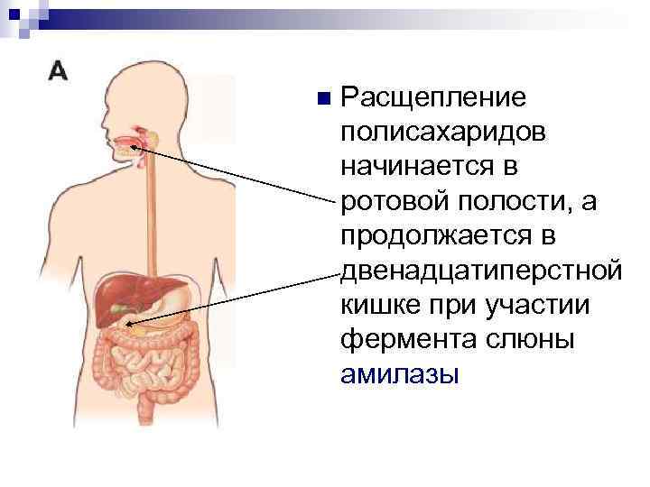 Слюна участвует в расщеплении. Полисахариды расщепляются. Расщепление полисахаридов. Полисахариды расщепляются в ротовой полости. Расщепление полисахаридов в ЖКТ.