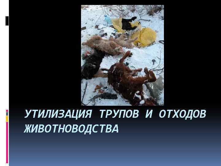 УТИЛИЗАЦИЯ ТРУПОВ И ОТХОДОВ ЖИВОТНОВОДСТВА 