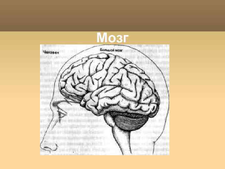Мозг 