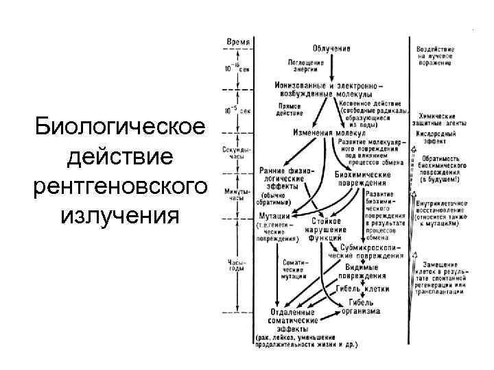 Биологическое действие рентгеновского излучения 