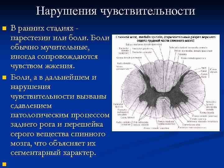 Нарушения чувствительности n n n В ранних стадиях парестезии или боли. Боли обычно мучительные,