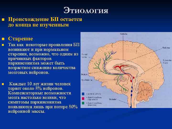 Этиология n Происхождение БП остается до конца не изученным n Старение n Так как