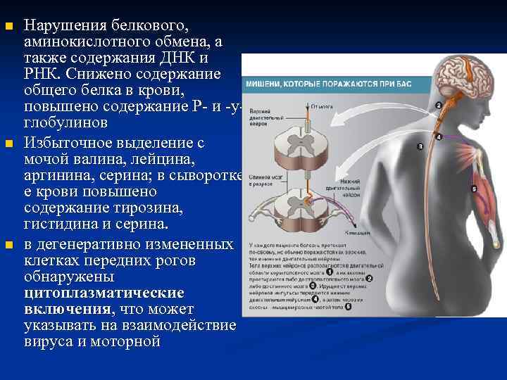 n n n Нарушения белкового, аминокислотного обмена, а также содержания ДНК и РНК. Снижено