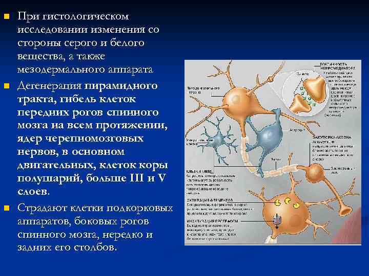 n n n При гистологическом исследовании изменения со стороны серого и белого вещества, а