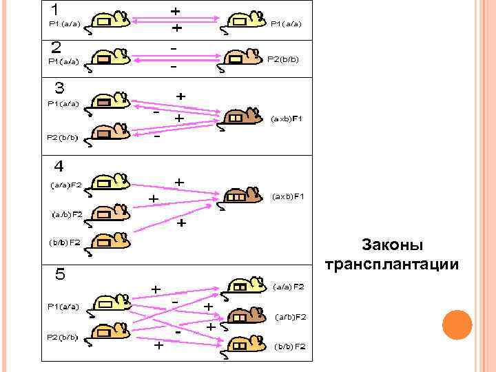 Законы трансплантации 