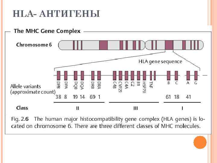 Генотип hla. HLA комплекс гистосовместимости. HLA антигены. Антигены гистосовместимости. Трансплантационный иммунитет антигены гистосовместимости.