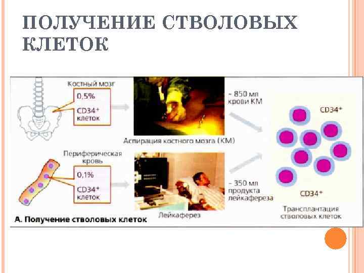 ПОЛУЧЕНИЕ СТВОЛОВЫХ КЛЕТОК 