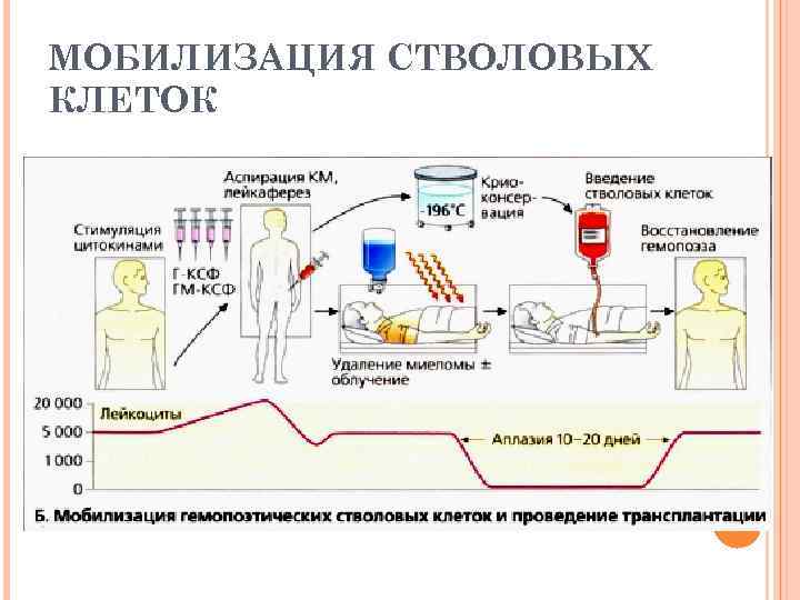 МОБИЛИЗАЦИЯ СТВОЛОВЫХ КЛЕТОК 