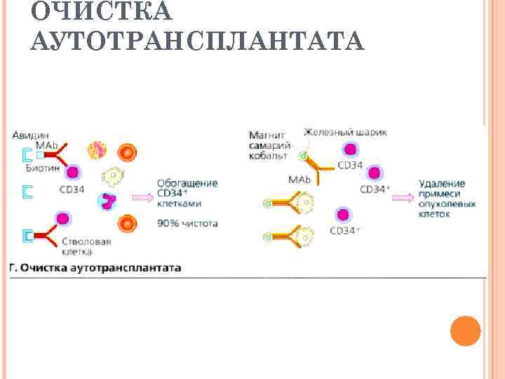 ОЧИСТКА АУТОТРАНСПЛАНТАТА 