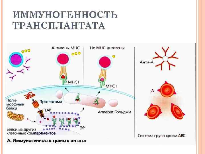ИММУНОГЕННОСТЬ ТРАНСПЛАНТАТА 