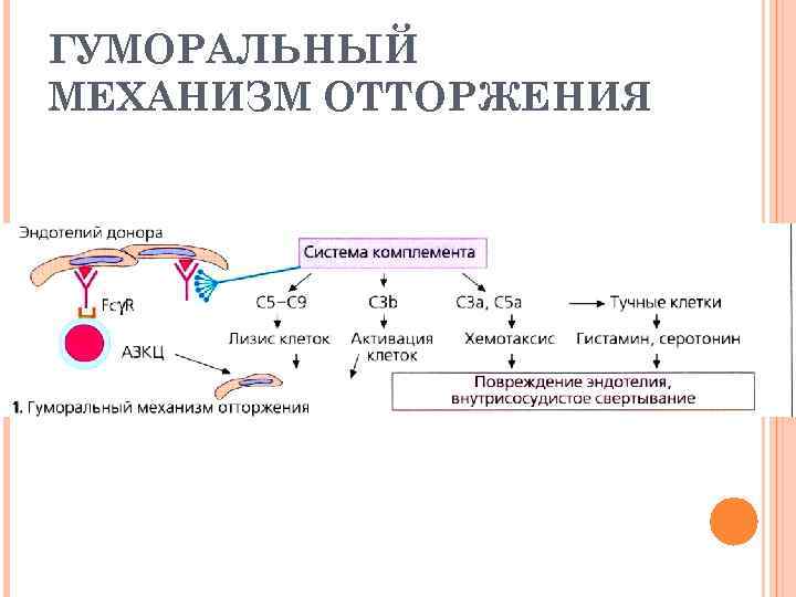 ГУМОРАЛЬНЫЙ МЕХАНИЗМ ОТТОРЖЕНИЯ 