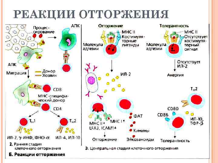 Трансплантационный иммунитет презентация