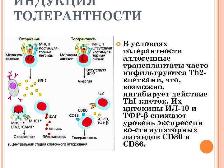 ИНДУКЦИЯ ТОЛЕРАНТНОСТИ В условиях толерантности аллогенные трансплантаты часто инфильтруются Тh 2 кпетками, что, возможно,