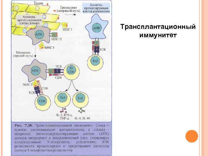 Трансплантационный иммунитет 