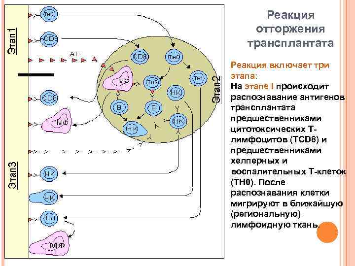 Реакция отторжения трансплантата Реакция включает три этапа: На этапе I происходит распознавание антигенов трансплантата