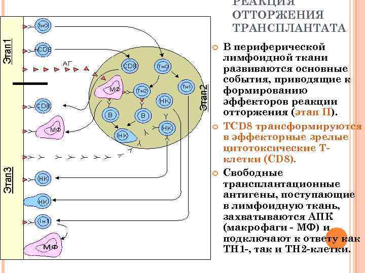 РЕАКЦИЯ ОТТОРЖЕНИЯ ТРАНСПЛАНТАТА В периферической лимфоидной ткани развиваются основные события, приводящие к формированию эффекторов