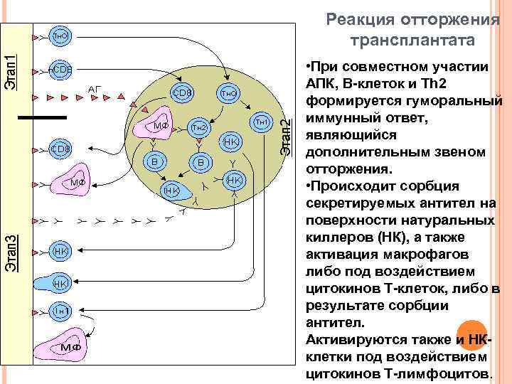 Реакция отторжения трансплантата • При совместном участии АПК, В-клеток и Тh 2 формируется гуморальный