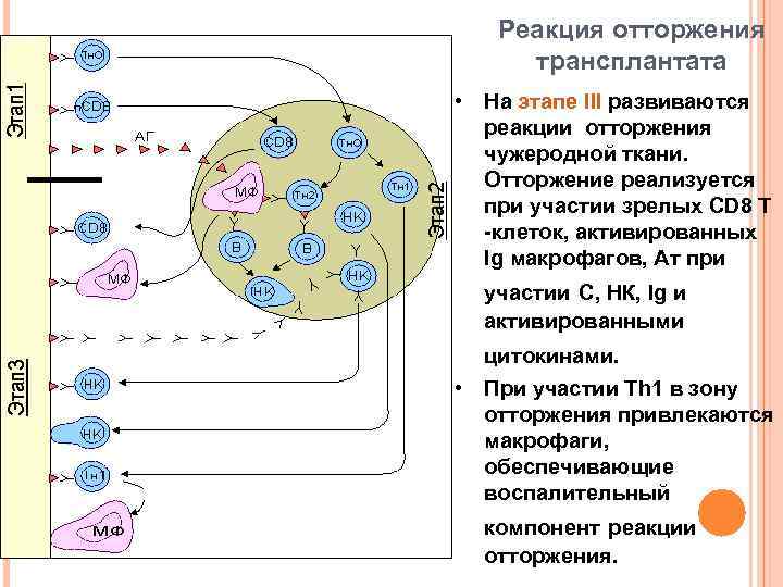 Реакция отторжения трансплантата • На этапе III развиваются реакции отторжения чужеродной ткани. Отторжение реализуется