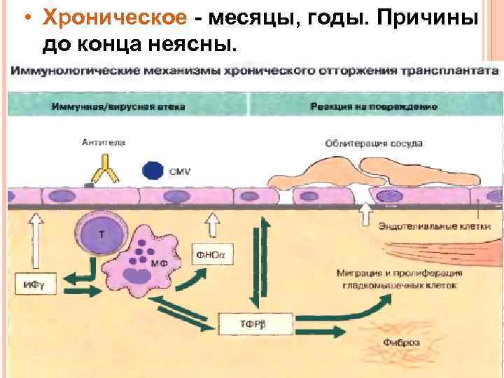  • Хроническое - месяцы, годы. Причины до конца неясны. 