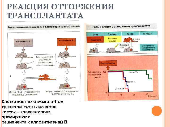 РЕАКЦИЯ ОТТОРЖЕНИЯ ТРАНСПЛАНТАТА Клетки костного мозга в 1 -ом трансплантате в качестве клеток –