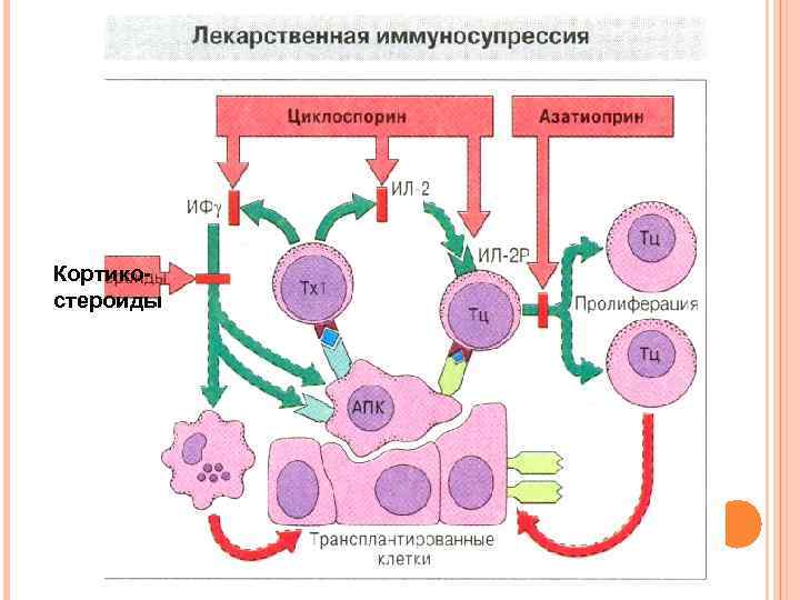 Кортикостероиды 
