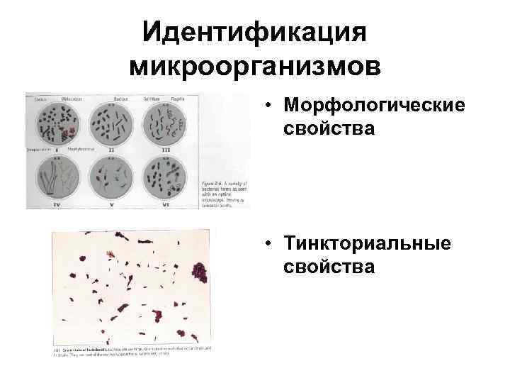 Свойства идентификации бактерий