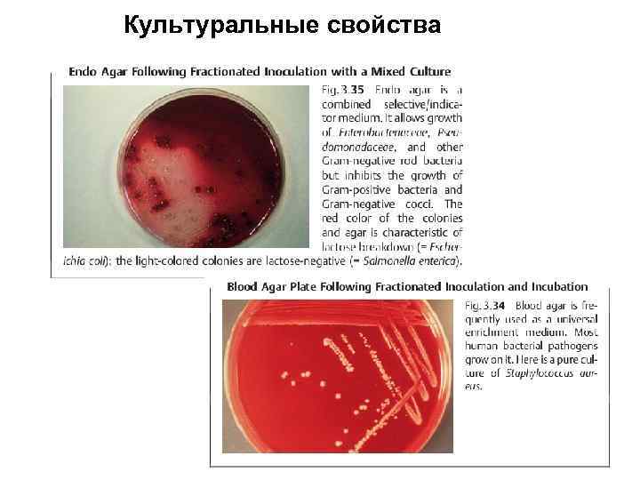 Культуральные свойства 