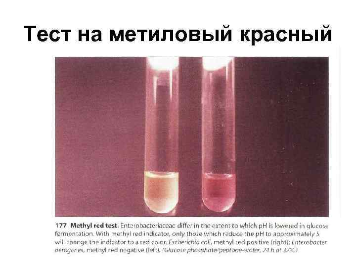 Тест на метиловый красный 