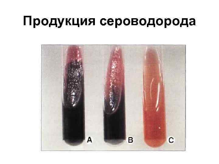 Продукция сероводорода 