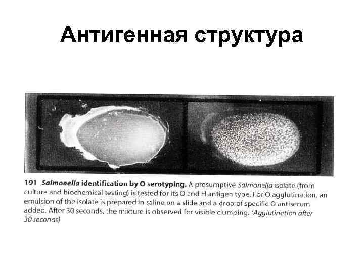 Антигенная структура 