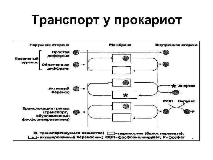 Транспорт у прокариот 