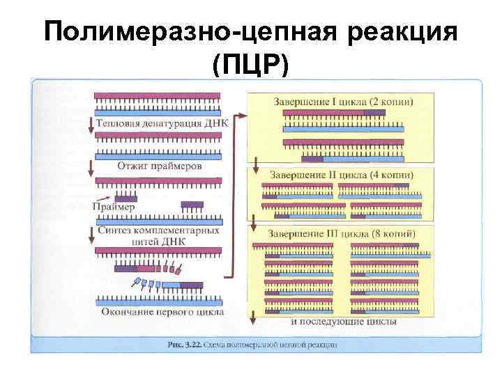 Полимеразно-цепная реакция (ПЦР) 