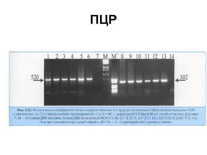 ПЦР 