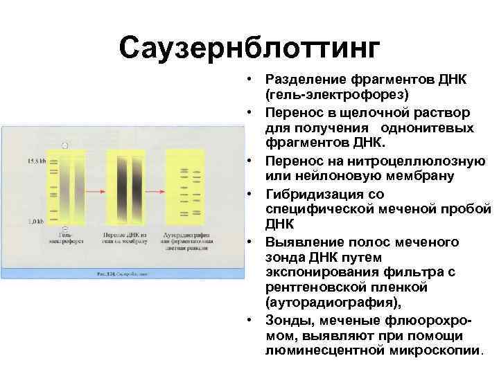 Метод разделения фрагментов днк