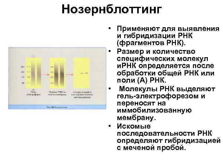 Нозернблоттинг • Применяют для выявления и гибридизации РНК (фрагментов РНК). • Размер и количество