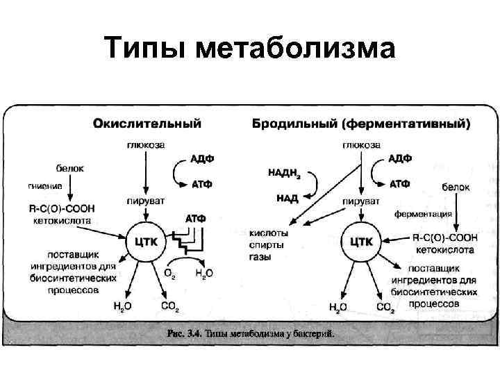 Виды энергетического обмена