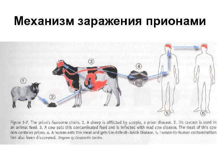 Механизмы заражения. Прионы способ заражения. Прионы пути заражения. Прионы механизм заражения. Путь инфицирования прионами.