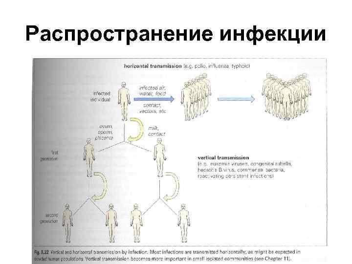 Распространение инфекции 